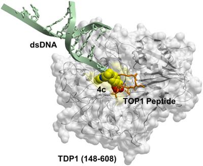 Phosphonic acid-containing inhibitors of tyrosyl-DNA phosphodiesterase 1